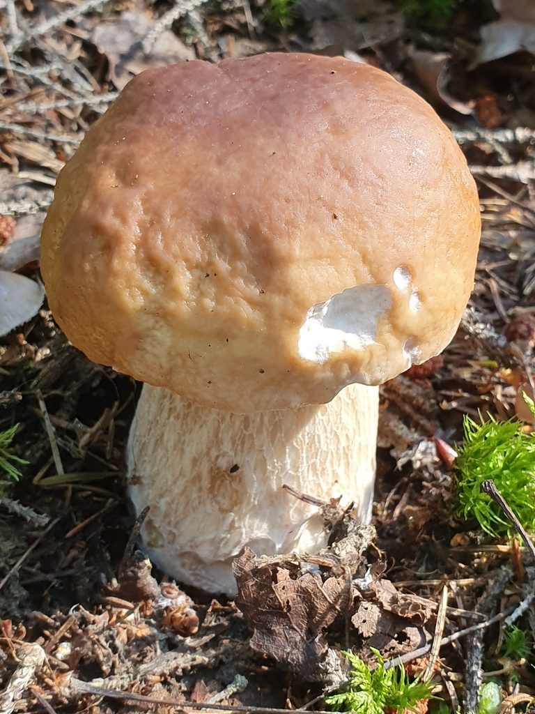 Karljohan, Boletus edulis