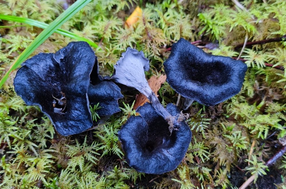 Svarttrumpet, Craterellus cornucopioides