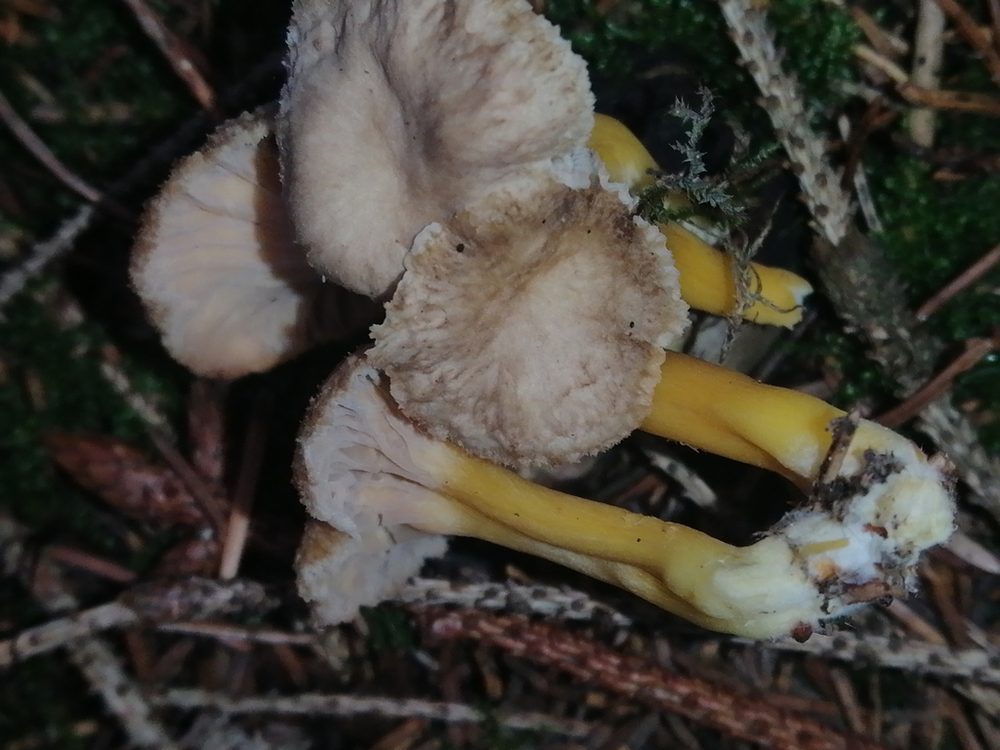 Trattkantarell, Craterellus tubaeformis